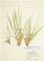 藏品(稀花黍)的圖片